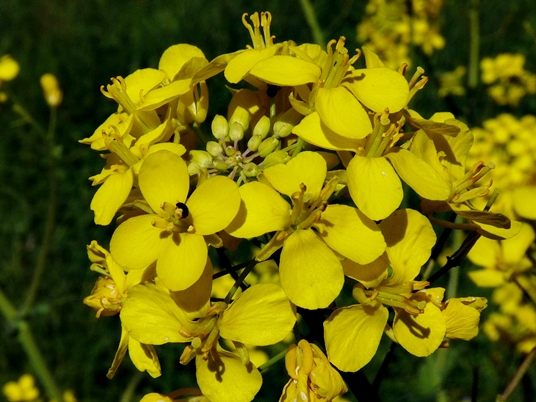 {Brassica napus}